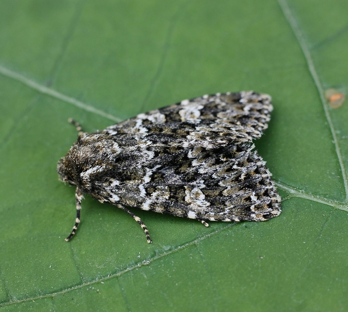 Polymixis polymita - kankalin-tarkabagoly