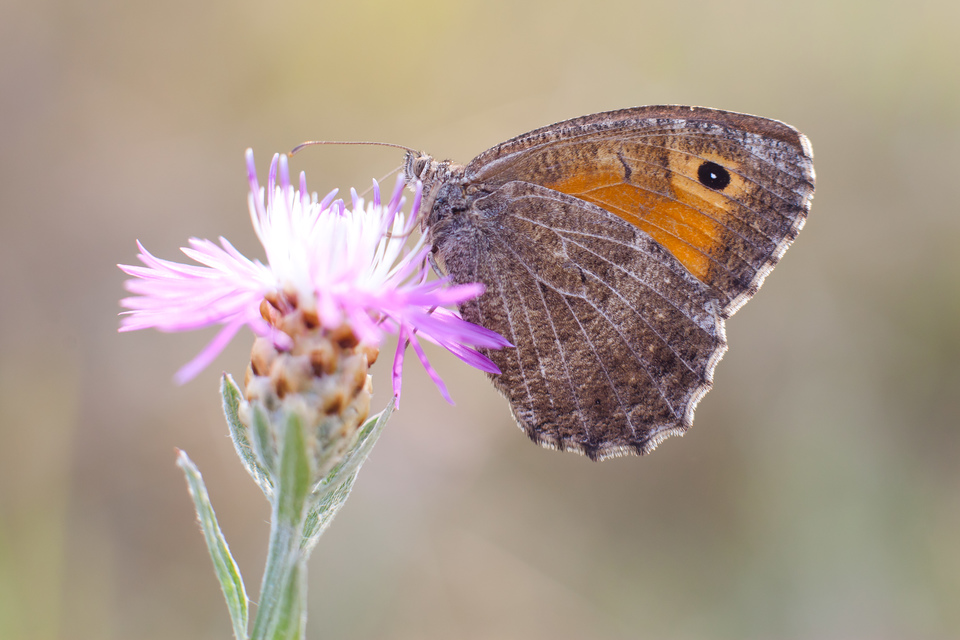 Arethusana arethusa - közönséges szemeslepke