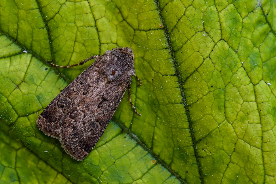 Agrotis bigramma - kétjegyű földibagoly