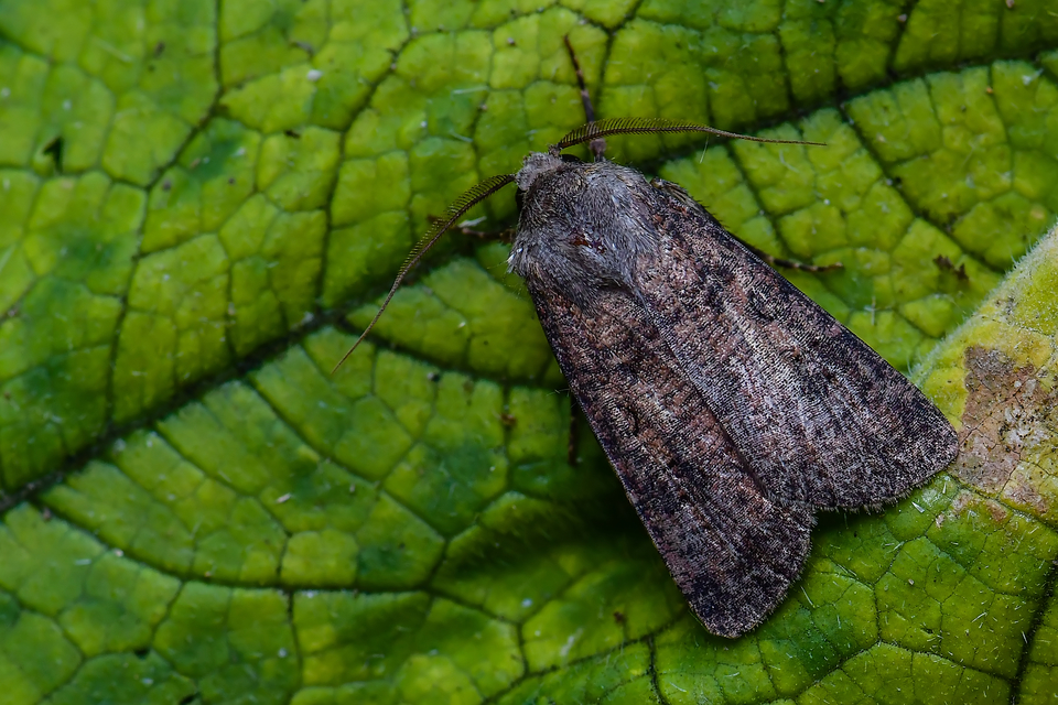 Agrotis segetum - vetési földibagoly