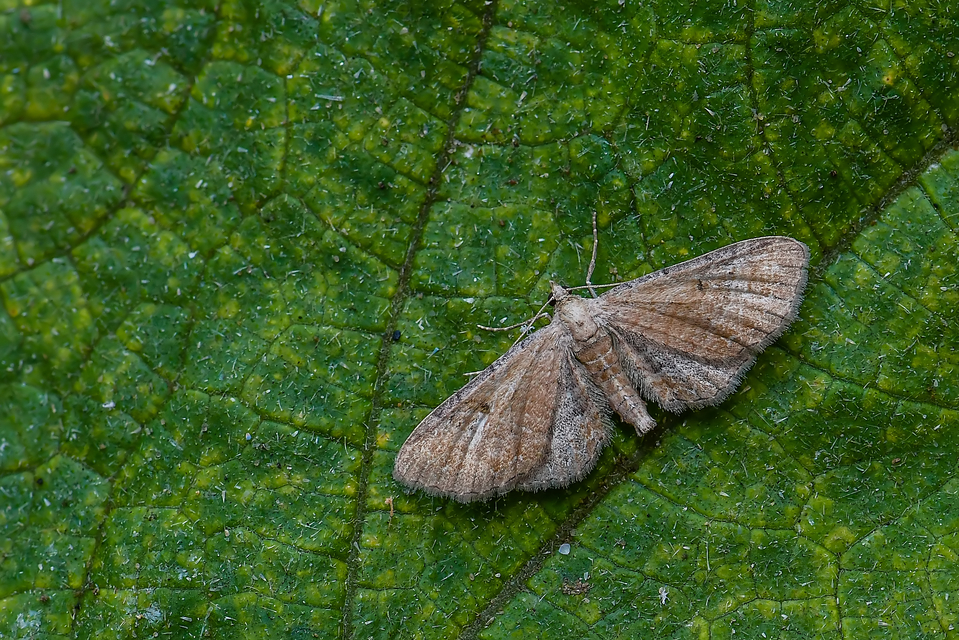 Eupithecia simpliciata - kerekszárnyú törpearaszoló