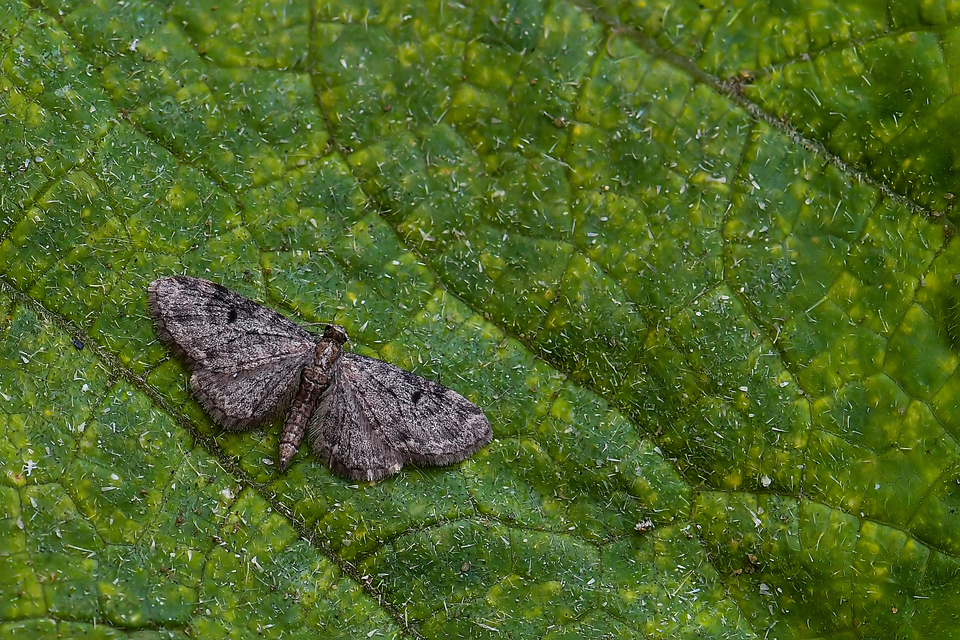 Eupithecia virgaureata - aranyvessző-törpearaszoló