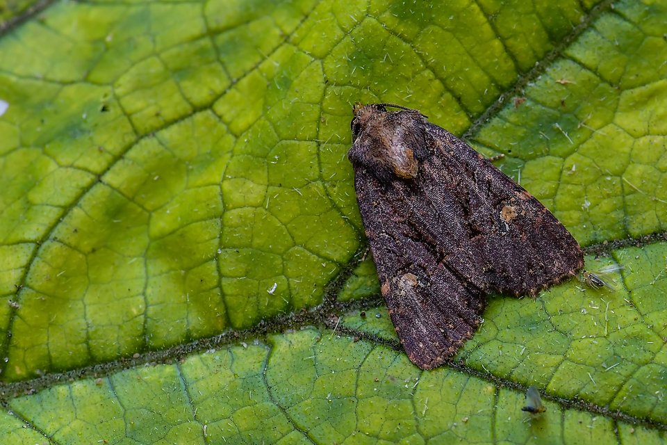 Mesapamea secalella/secalis