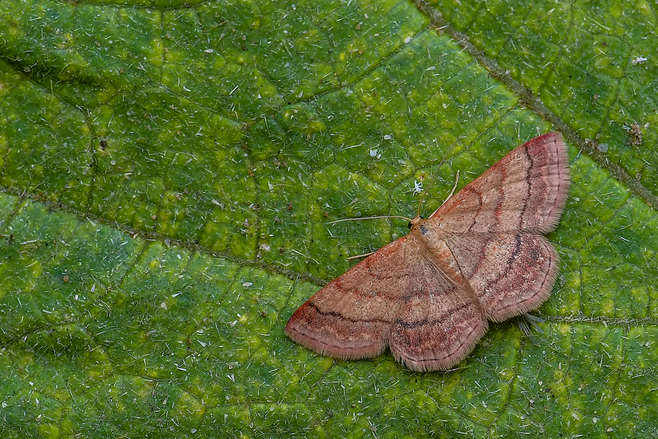 Scopula rubiginata - réti pirosaraszoló