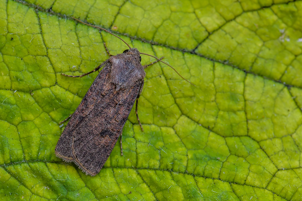 Agrotis segetum - vetési földibagoly