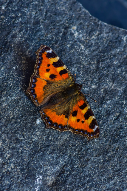 Nymphalis urticae - kis rókalepke