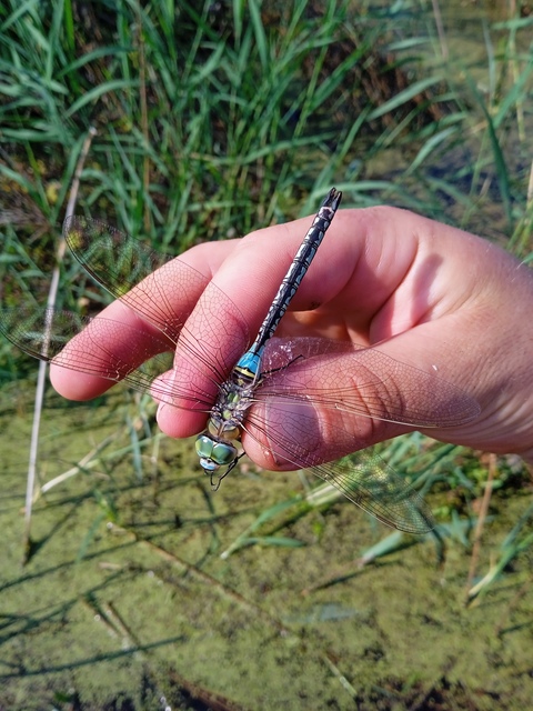 Anax parthenope - barna óriásacsa