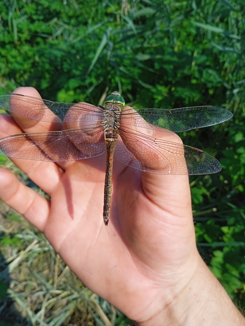 Anax parthenope - barna óriásacsa