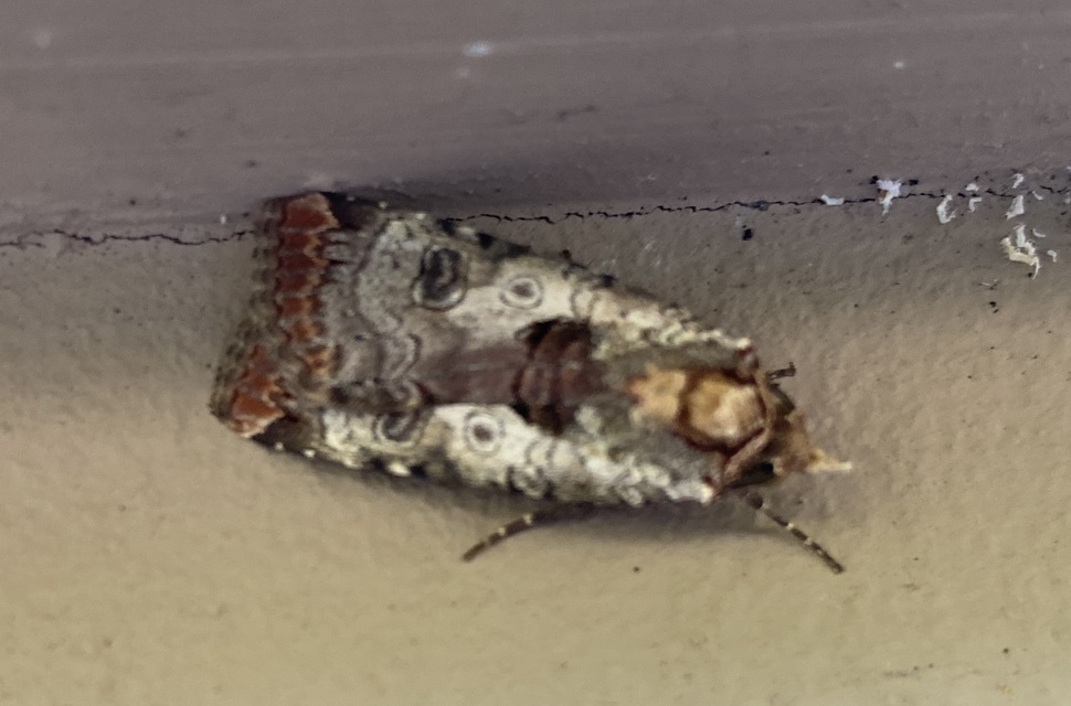 Epilecta linogrisea - karcsú sárgafűbagoly