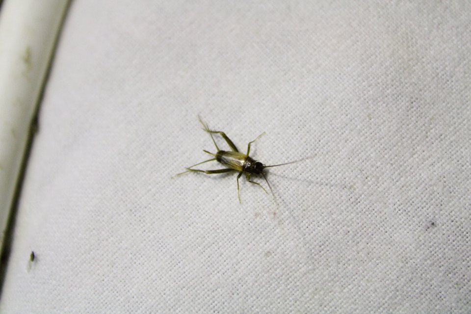 Stenonemobius bicolor ponticus - pontuszi karcsútücsök