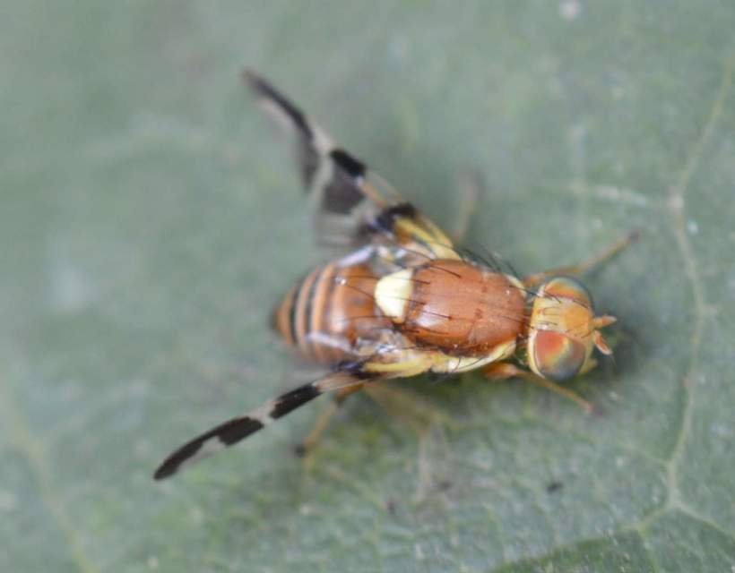 Rhagoletis completa