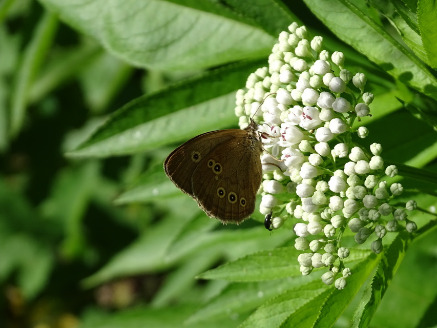Aphantopus hyperanthus - közönséges ökörszemlepke
