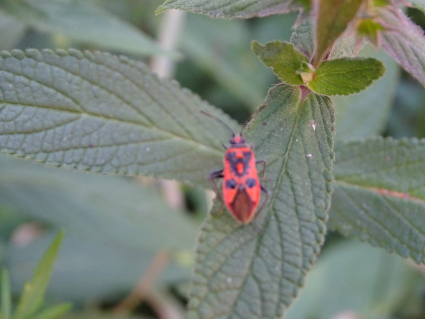 Corizus hyoscyami - piros karimáspoloska
