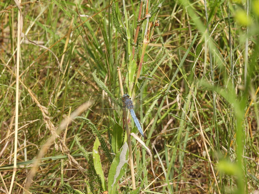 Orthetrum coerulescens - karcsú pásztorszitakötő