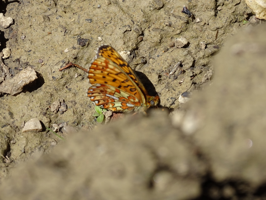 Boloria euphrosyne - árvácska-gyöngyházlepke