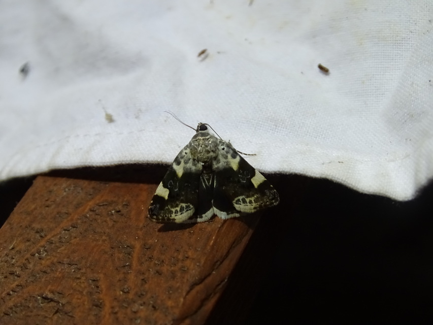 Acontia lucida - fehér nappalibagoly