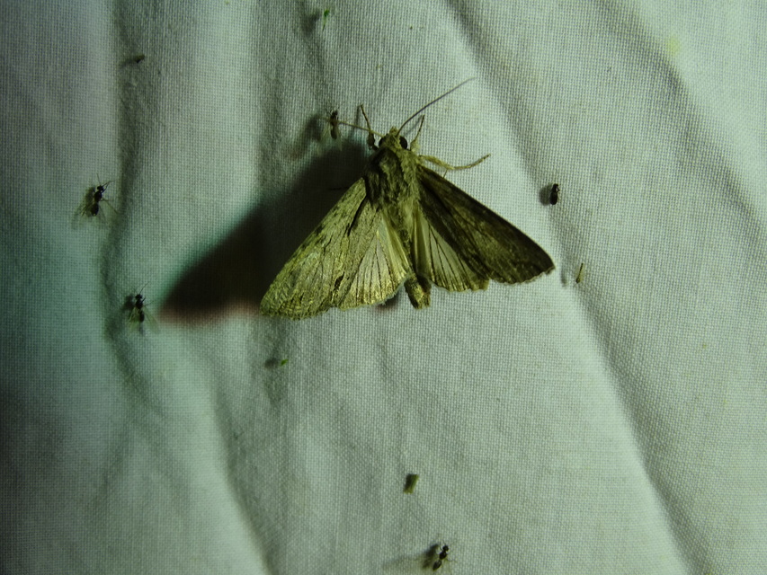 Auchmis detersa - sóskaborbolya-bagoly