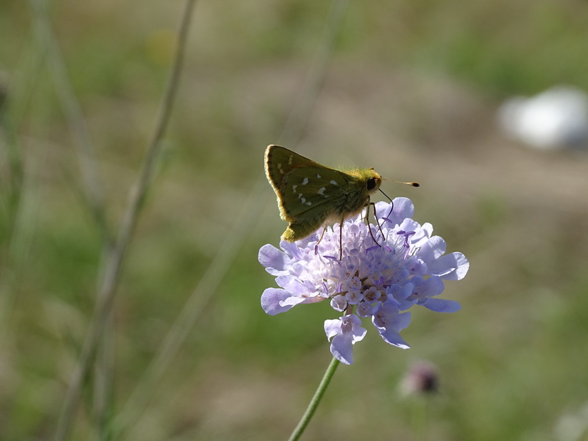 Hesperia comma - vesszős busalepke