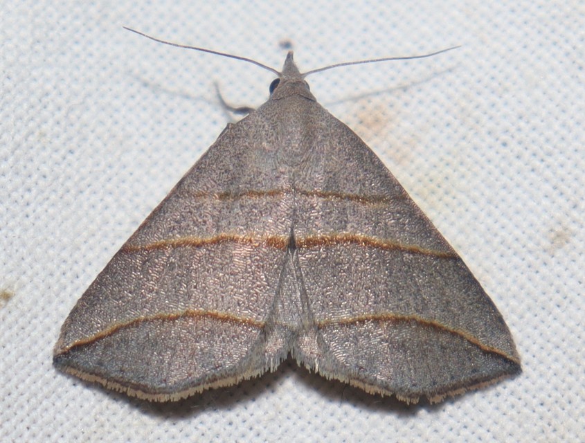 Colobochyla salicalis - háromsávos törpebagoly