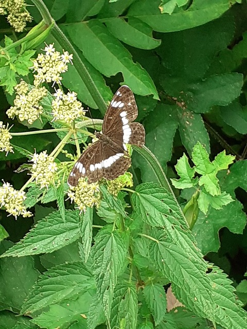Limenitis camilla - kis lonclepke