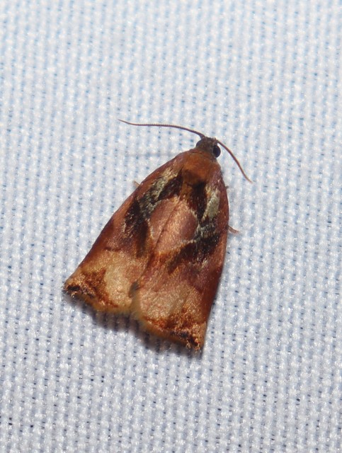 Archips podana - dudvarágó sodrómoly