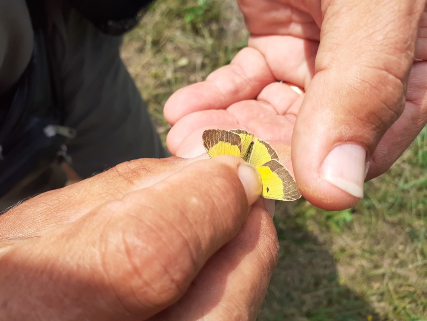Colias chrysotheme - dolomit-kéneslepke