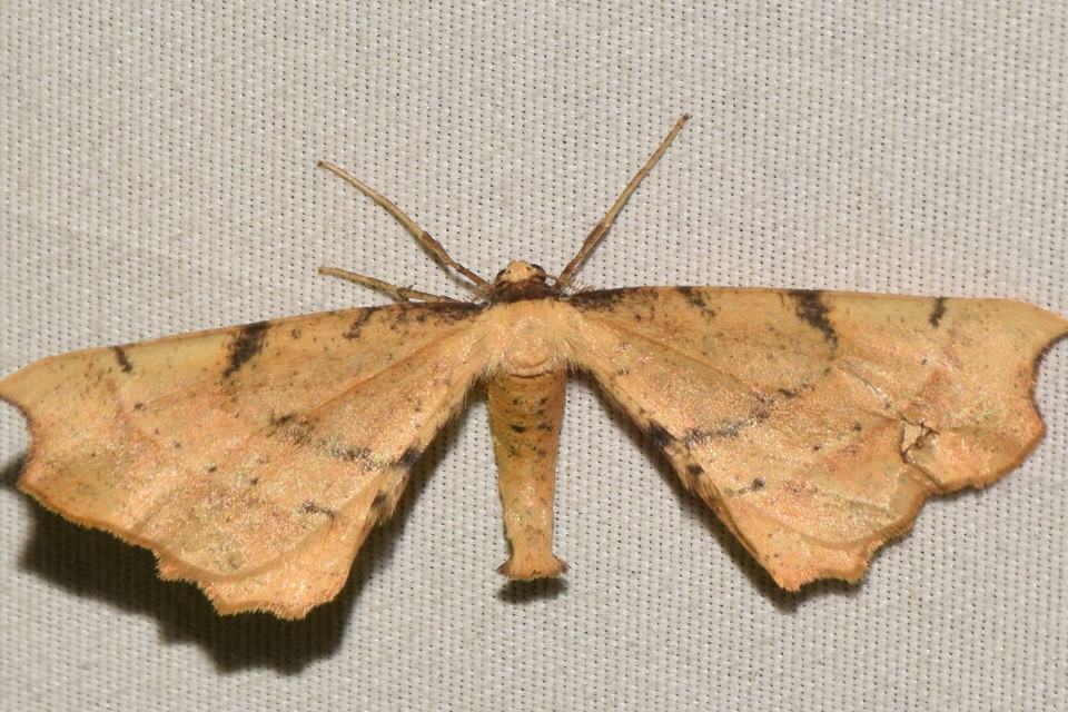 Artiora evonymaria - kecskerágó-araszoló