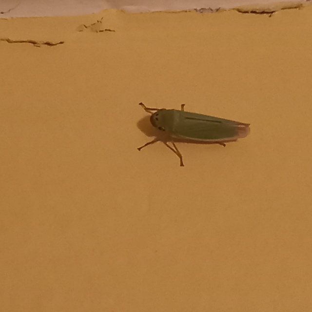 Cicadella viridis - méregzöld kabóca