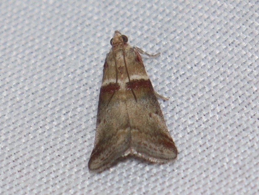 Acrobasis tumidana - bordás karcsúmoly