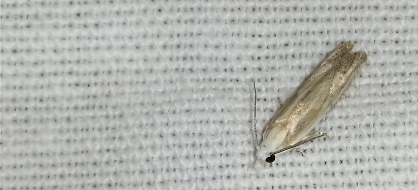 Eucosma