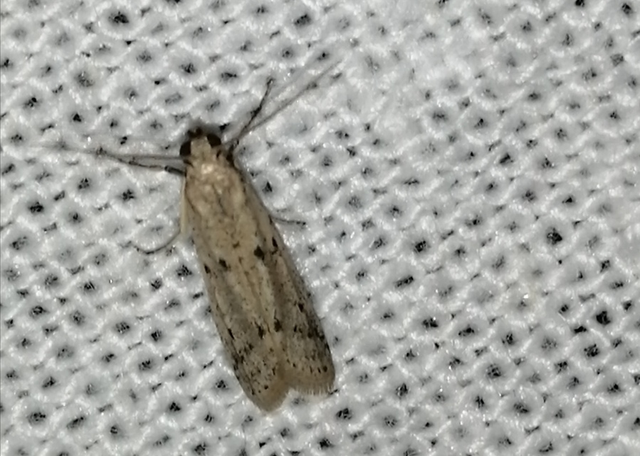 Homoeosoma nebulella - napraforgómoly