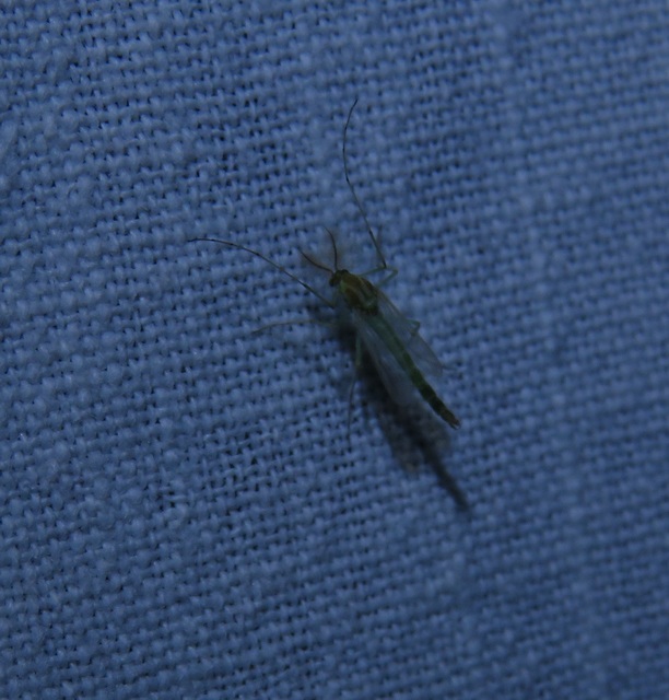 Chironominae