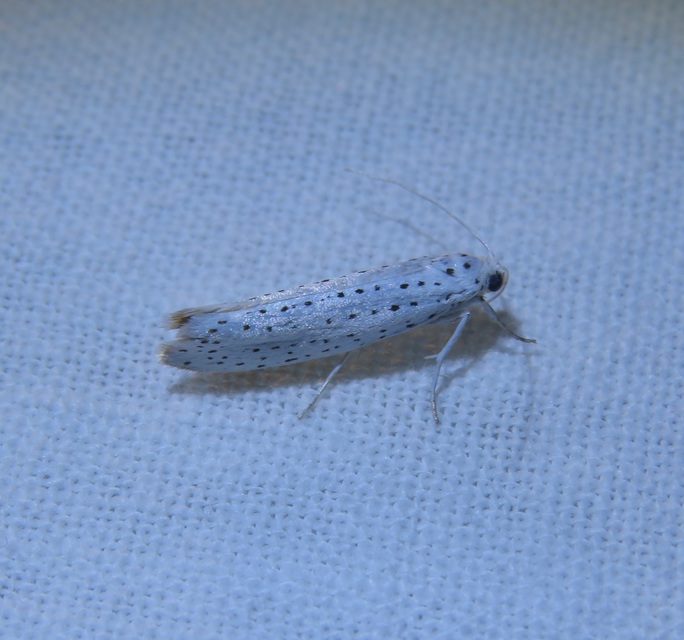 Yponomeuta evonymella - pókhálós májusfamoly