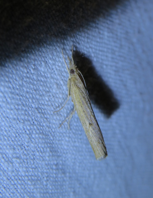 Pediasia contaminella - mocskos fűgyökérmoly