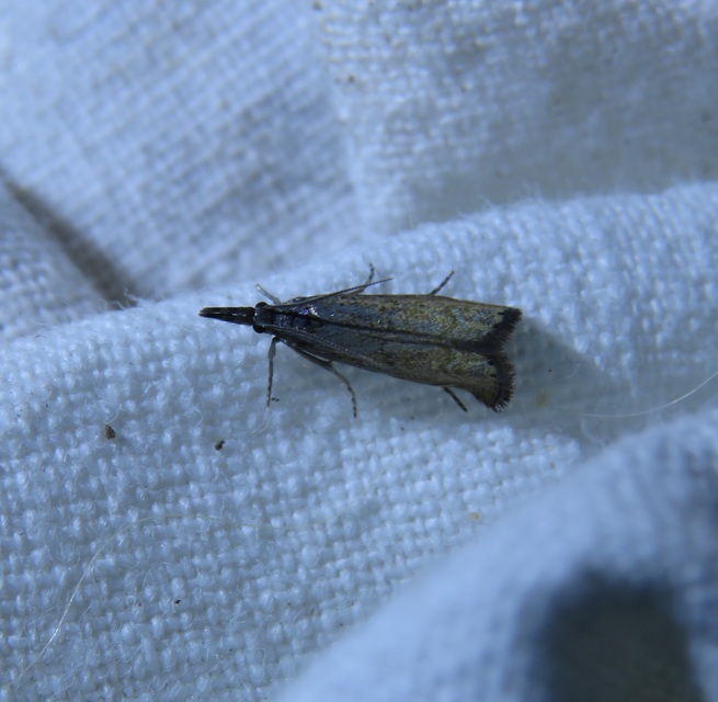 Platytes cerussella - törpe fűgyökérmoly