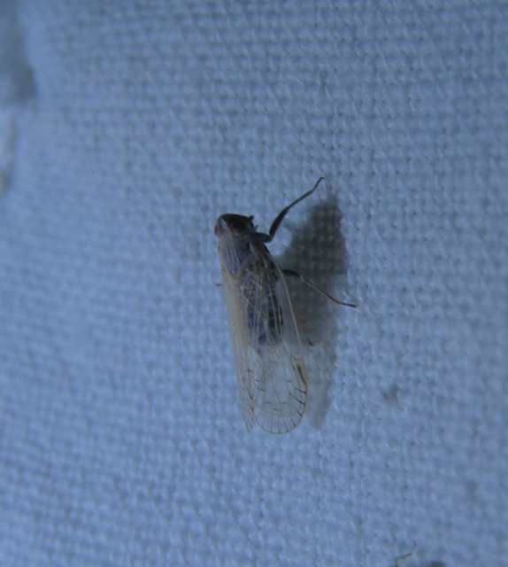 Cixiidae - recéskabócák