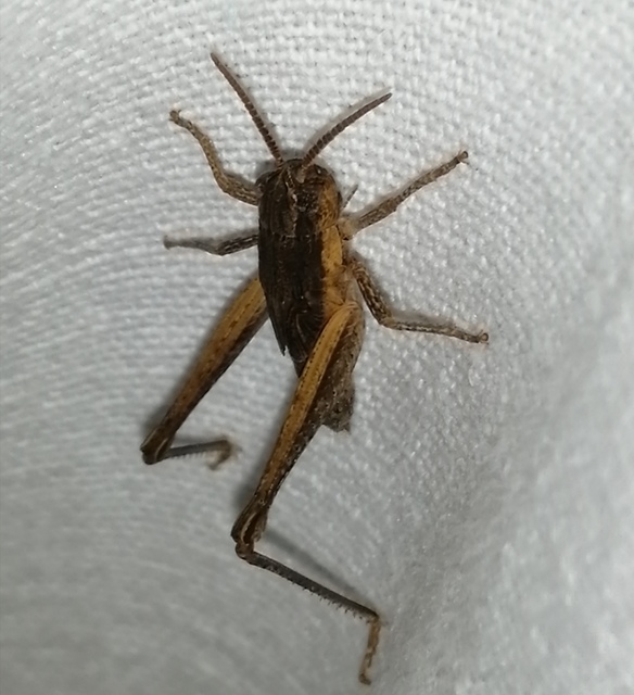 Chorthippus (Chorthippus) (subgenus)