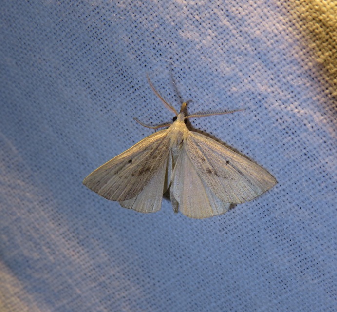 Macrochilo cribrumalis - csontszínű karcsúbagoly