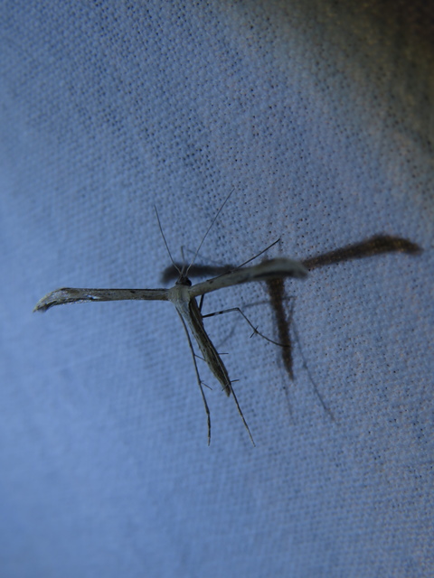 Emmelina monodactyla/argoteles