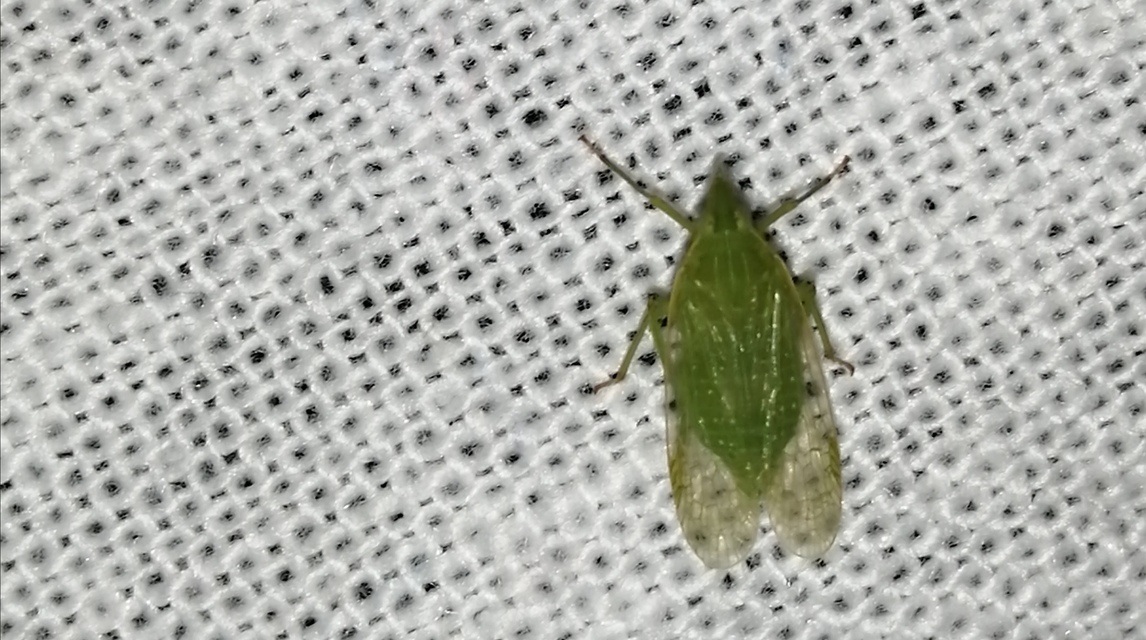 Dictyophara europaea