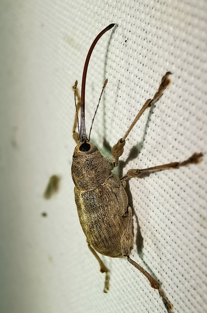 Curculio elephas - gesztenyezsuzsóka