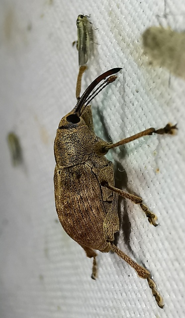Curculio elephas - gesztenyezsuzsóka