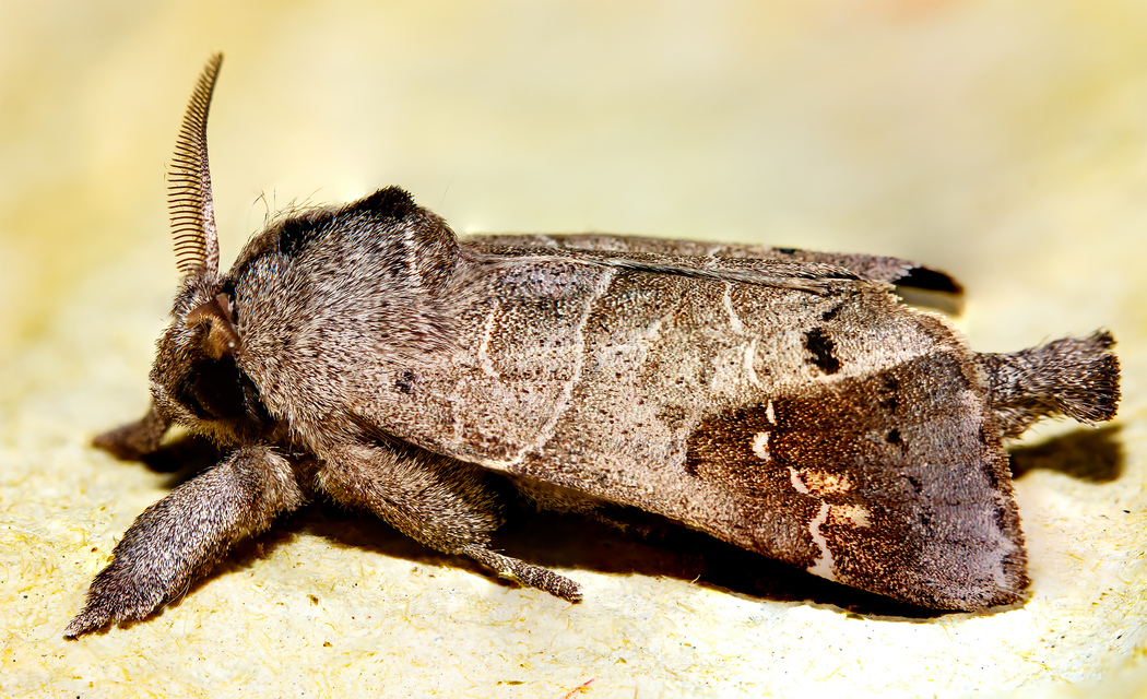Clostera anachoreta - tarka levélszövő
