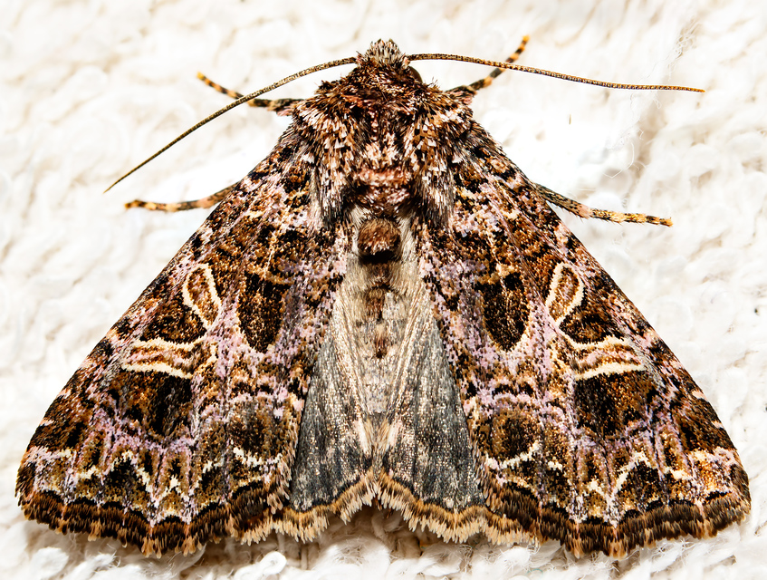 Sideridis rivularis - vörhenyes szegfűbagoly