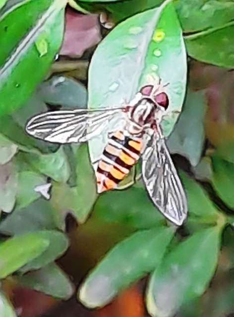 Episyrphus balteatus - ékfoltos zengőlégy