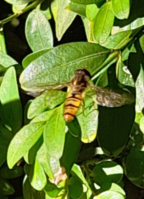 Episyrphus balteatus - ékfoltos zengőlégy
