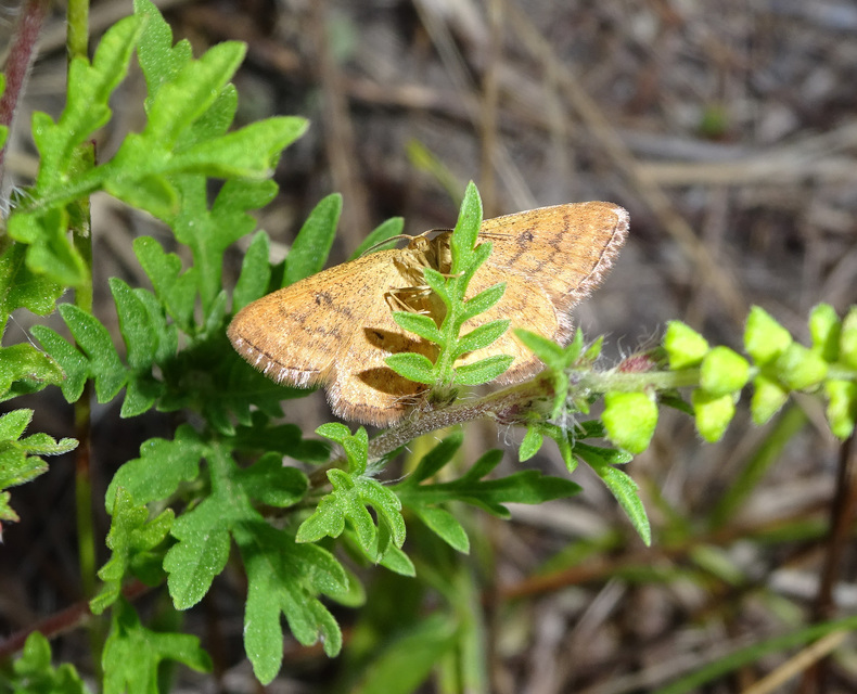 Idaea serpentata - kis sávosaraszoló