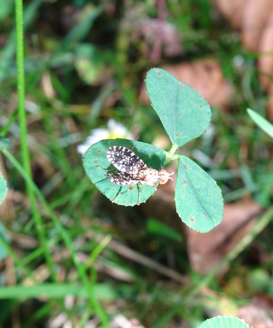 Trypetoptera punctulata - pirosszemű szarvaslégy