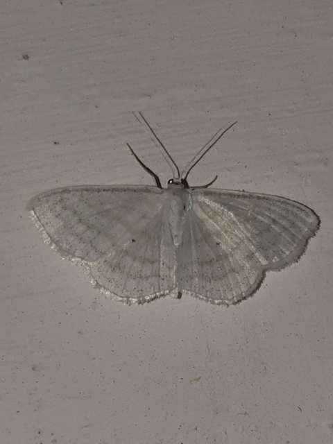 Scopula caricaria - mocsári fehéraraszoló