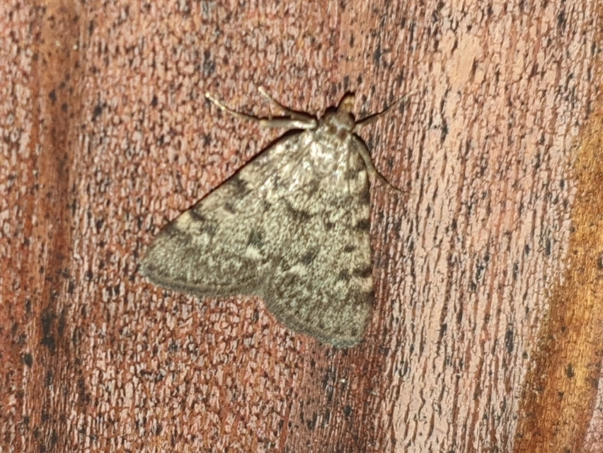 Aglossa pinguinalis - zsiradékmoly